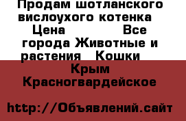 Продам шотланского вислоухого котенка › Цена ­ 10 000 - Все города Животные и растения » Кошки   . Крым,Красногвардейское